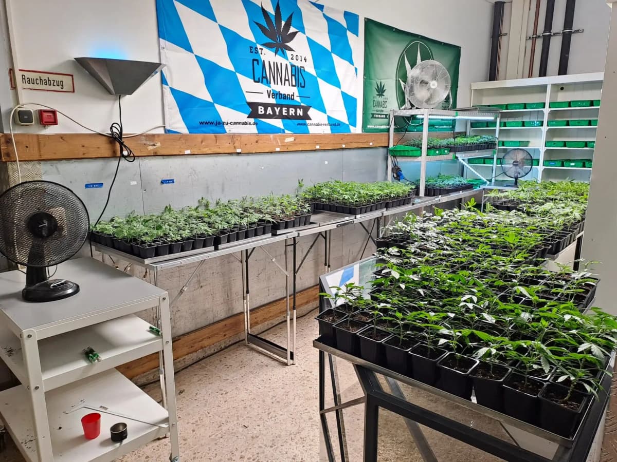 Prominent Hemp Store in Aschheim Near Munich Announces Closure Amid Regulatory Challenges